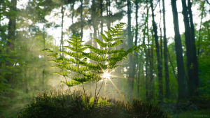 forest,cinemagraph,mist,nature,perfect loop,cinemagraphs,smoke,fern,fog,sun,moss,artist