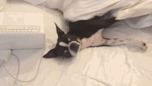 sleepy,funny gif,wakeup,attacked,lol,eyes,dogs,puppy,cold,hugs,cuddle,pup,ears,cuddling,cute puppy,snooze,puppylove,blankie,and ill be all set,happy lizzy,black and white