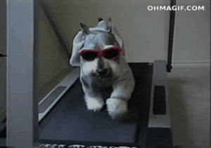 like a boss,funny,animals,dog,running,treadmill,stylish,goggles,wearing sunglasses,jump off,on treadmill