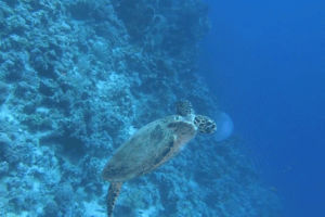 sea turtles,animals,nature,ocean