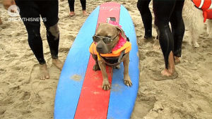 surf dog,cute,animals,dogs,pets,california,surfing,now this news,competition,nowthisnews,san diego