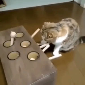 thevideobook,funny,cat,motion,moment,memories