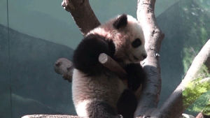 animals,animal,panda,tree,climbing,panda bear,branch,panda cub,gripping