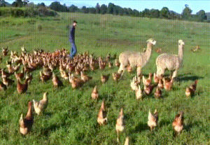 alpacas,chicken,farms