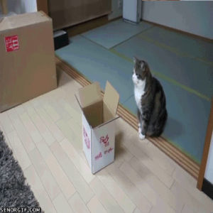 cat,animals,box,fall over