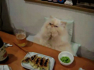 eating,cat,cute,animals,food,people,japanese,chewing