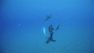 free diving,ocean,underwater,animals,sea,diving,dolphins