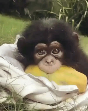 cute,aww,baby monkey,eyebleach