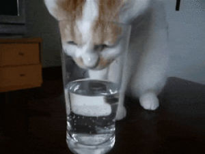 drinking,stupid,water,cat,glass