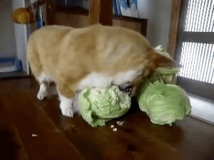 cabbage,dog