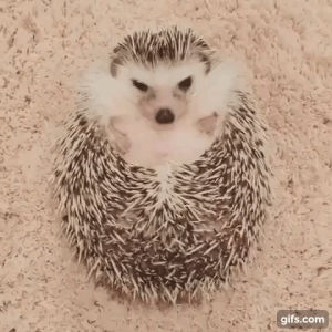 hedgehog,how