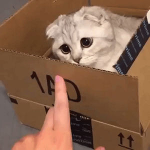 finger,request,cat,box