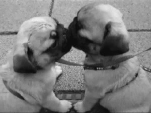 romance,romantic,love,dog,kisses,pug,in love,puppy love