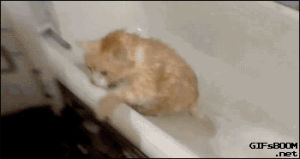 fat cat,cat,bath,escape