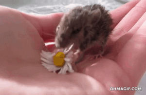 baby,eating,adorable,hand,flower,mouse,mixed