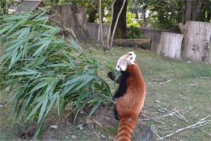 red panda,animals i love