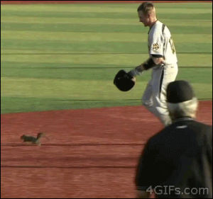 squirrel,college,baseball