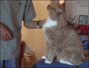 cat,animals,happy,shirt,interested,demanding,brushed,pull