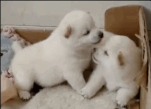kiss,puppy,puppies,dog,playing,licking