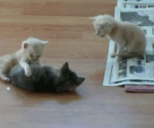 cute,cats,kittiescute