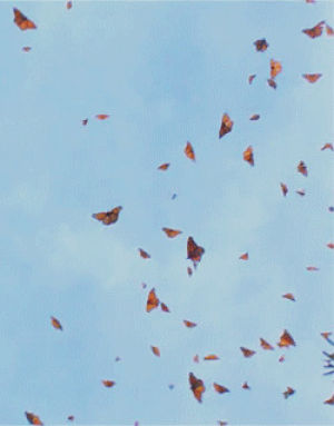 sky,nature,butterflies,monarch butterfly,science