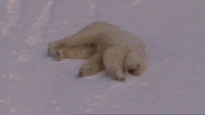 sliding,polar bear,snow,animals,playing,skidding,an accurate representation of how my monday will go