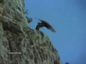 animals being jerks,eagle,kinda,cliff,brutal,pull