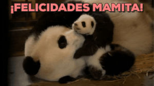 mothersday,happy mothers day,neonpanda,day,panda,mothers day,mothers,neon panda