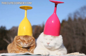 cats,gatos,yawn,hats,yawning