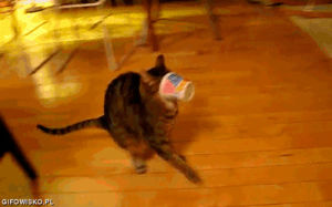 cup,cat,head,stuck