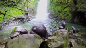 waterfall,baby,epic,hundreds,seal