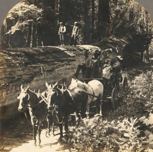 nature,vintage,3d,california,forest,trees,horses,woods,deadwood,vintage3d,outdoors,turn of the century,forests,carriage,redwood,redwoods,giant tree,the redwoods