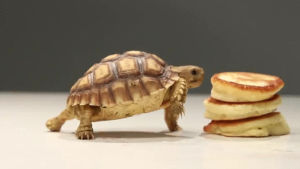 stack,tortoises,tiny,but i cant help it that im popular,eclipsed