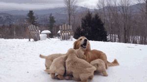 cuddles,dogs,golden retriever,cute,puppies