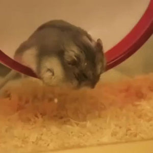 hamster,sleepy