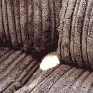 couch,funny,cat,animals,tumblr,hiding,cushion