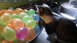 funny,cat,water balloons
