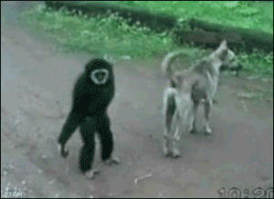 funny,fight,scared,animals,monkey,attack,dog,flee