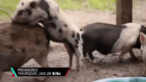 pig,pigs,party down south,cmt,mounting