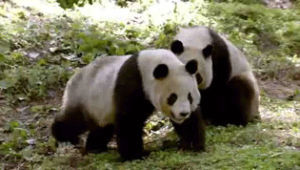 panda,cute,animal