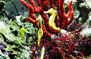 animals,aquarium,seahorse,coral,seahorses