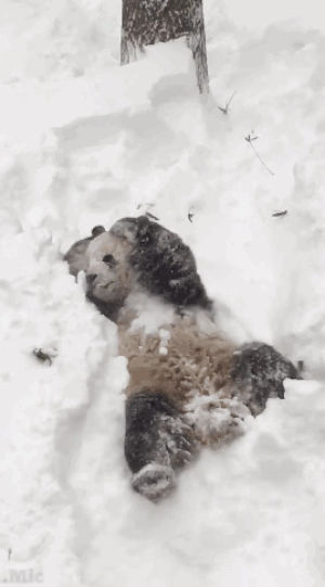 panda,pandas,animals,news,snow,mic,weather,blizzard,snowstorm,national zoo,snowstorm jonas,tian tian