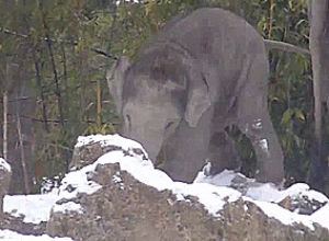 footing,baby,snow,watch,elephant