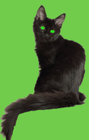 transparent,cat,black cat