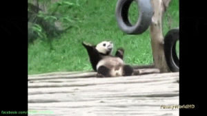 panda,shit
