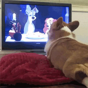 feels,corgi,alone,single,lonely,the lady and the tramp