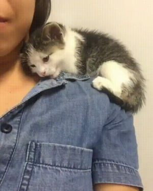 kitten,shoulder,cat