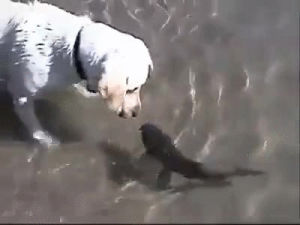 fish,hello,dog,im
