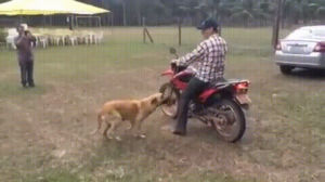 ride,dog