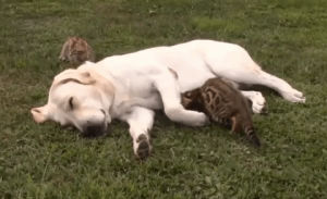 cat,dog,sleepy,cuddle,nap,animal friendship,cat nap